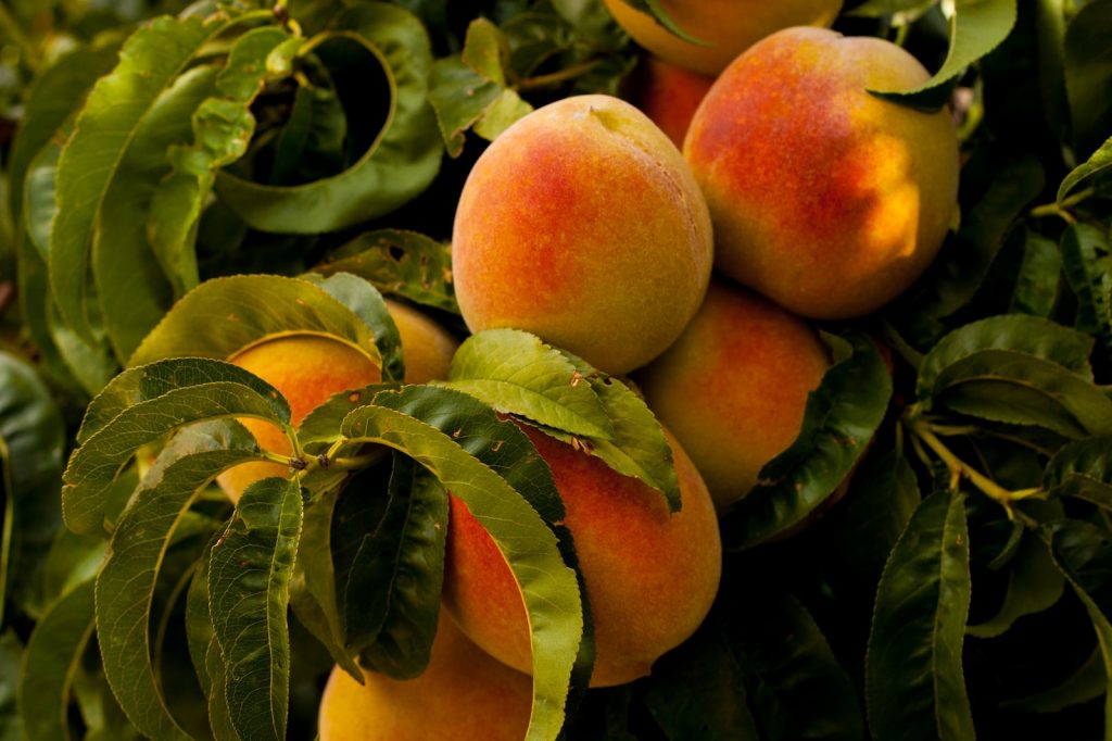 best peaches